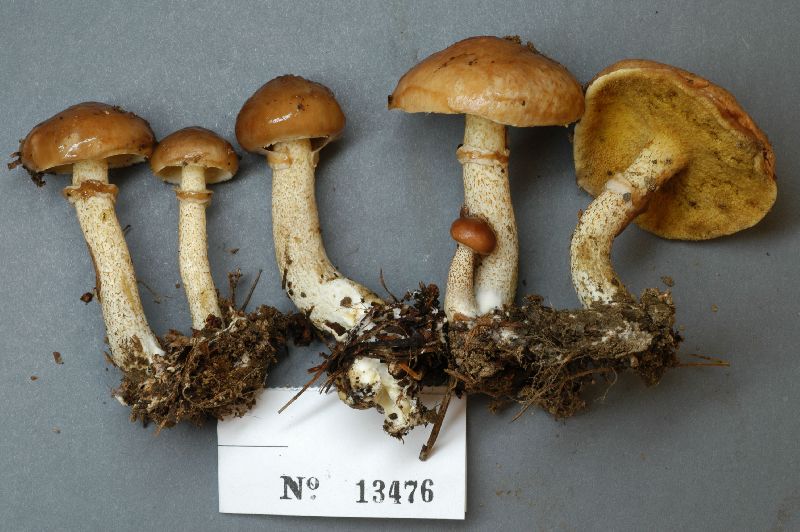 Suillus salmonicolor image